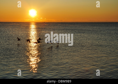 Silhouettes d'une volée d'Outardes migrer au lever du soleil Banque D'Images