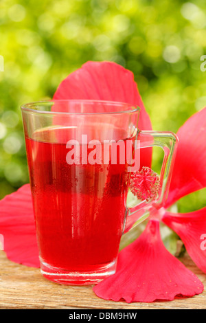 Bissap. Boisson typique du Sénégal. Rozelle. Hibiscus rouge médicinales. Hibiscus sabdariffa. Banque D'Images