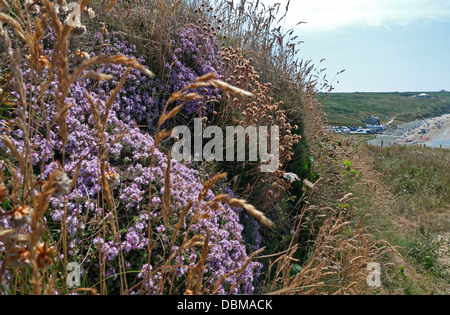 Purple heather développe d'ici le Pembrokeshire Coastal Path en été Whitesands Bay West Wales, UK Banque D'Images