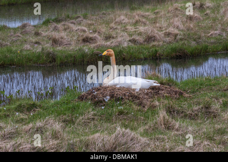 , Cygne chanteur Cygnus cygnus, assis sur son nid, l'Islande Banque D'Images