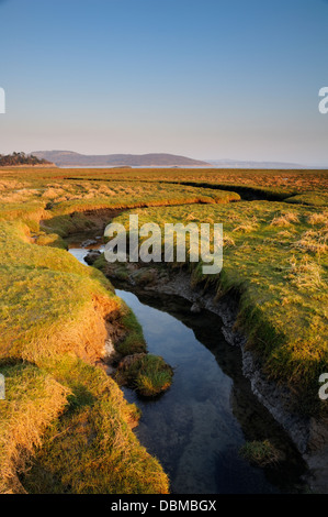 Salt Marsh, Grange Over Sands à l'égard Silverdale Banque D'Images