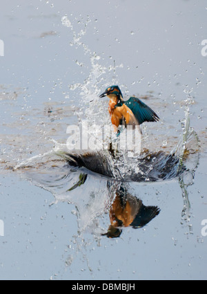 Kingfisher (Alcedo commun mâle atthis) détachés de l'eau après une plongée réussie Banque D'Images