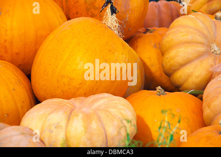 Citrouilles orange vif de différents types Banque D'Images