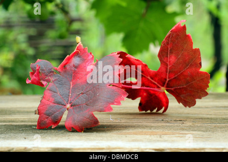 Feuilles de vigne malade de Pseudopeziza tracheiphila Muller-Thurgau Banque D'Images