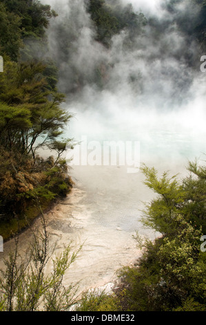 Près de la vallée thermale de waimangu Rotorua, Nouvelle Zélande Banque D'Images