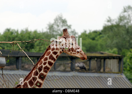 Une girafe au Zoo de Colchester, Essex. Banque D'Images