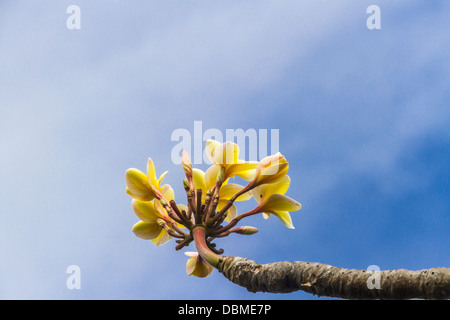 Plumeria (Franipani) fleurit sur l'île de Maui, à Hawaï. Banque D'Images