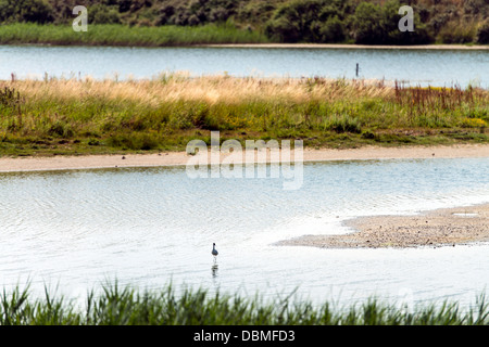 La réserve naturelle du parc ornithologique du Marquenterre baie de Somme Picardie France Banque D'Images