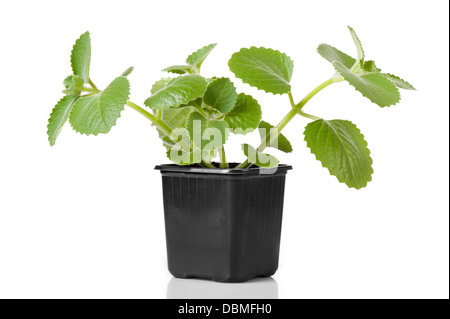 Plectranthus amboinicus monnaie mexicaine Banque D'Images