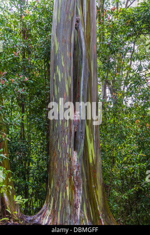 Eucalyptus arc-en-ciel, Eucalyptus deglupta Banque D'Images