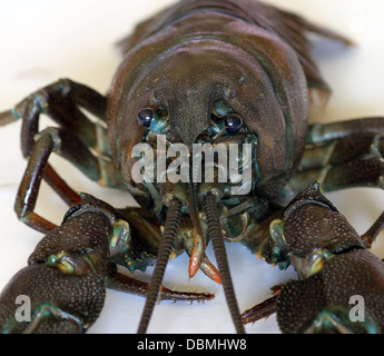 L'écrevisse signal américain, Pacifastacus leniusculus, une espèce exotique envahissante au Royaume-Uni et en Europe, d'Amérique du Nord. Banque D'Images