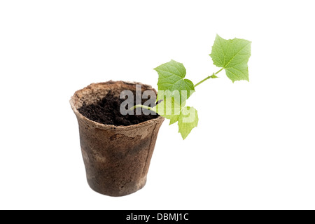 Vert feuilles de plantules de concombre en pot de tourbe isolé sur fond blanc Banque D'Images