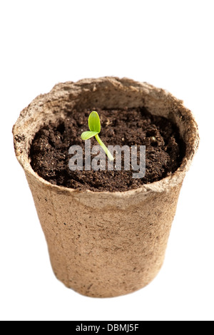 Deux premières feuilles vertes de plantules de concombre en pot de tourbe isolé sur fond blanc Banque D'Images