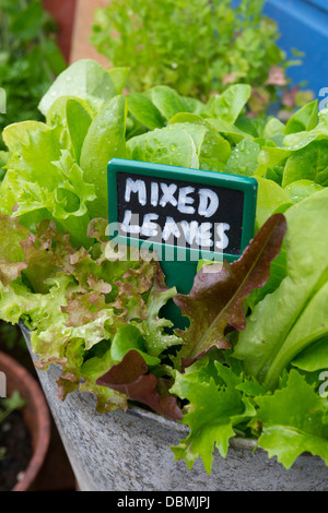 Mixed salad leaves growing dans un vieux seau galvanisé recyclés. Banque D'Images