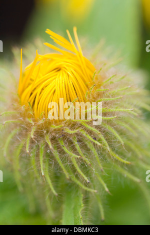 Inula Hookeri Banque D'Images