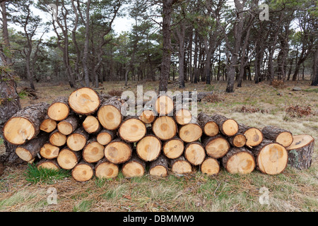 Une pile de bois haché prêt pour un feu de camp. Banque D'Images