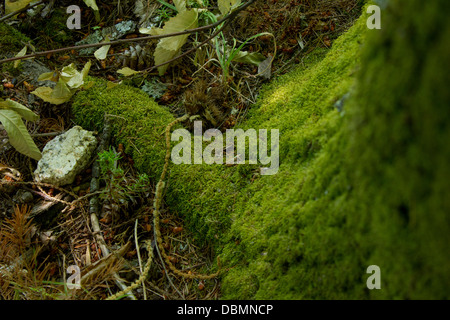 Tronc de l'arbre couvert de mousse verte au cours de l'automne Banque D'Images