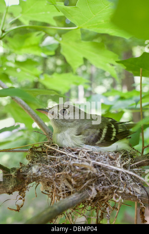 Moucherolle acadien assis sur la protection Nest en incubation - oiseau perching vertical oiseaux oiseaux oiseaux oiseaux oiseaux oiseaux oiseaux oiseaux oiseaux oiseaux oiseaux ornithologie Science nature faune Environnement Banque D'Images