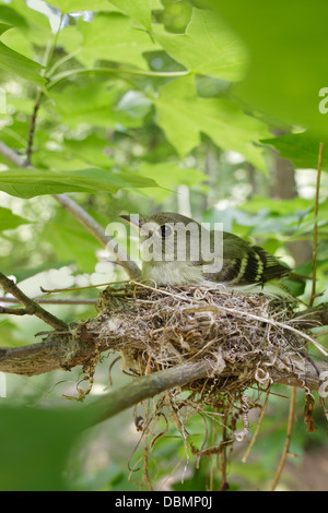 Moucherolle acadien assis sur la protection Nest en incubation - oiseau perching vertical oiseaux oiseaux oiseaux oiseaux oiseaux oiseaux oiseaux oiseaux oiseaux oiseaux oiseaux ornithologie Science nature faune Environnement Banque D'Images