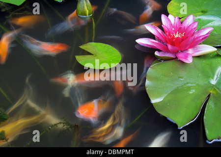 Koi de poissons nager dans l'étang avec de l'eau Fleur de Lys et Lilypad longue exposition Banque D'Images