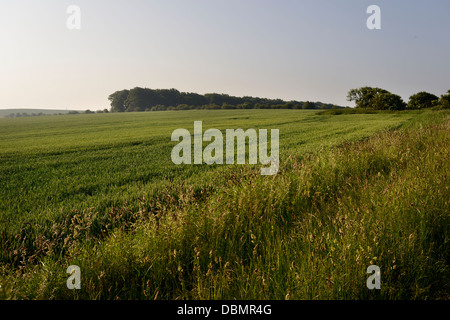 Les terres agricoles, les marcheurs ou bridleway, près de 'The Ridgeway' un ancien sentier sur la Berkshire downs, Oxfordshire, UK Banque D'Images