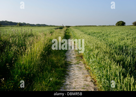 Les terres agricoles, les marcheurs ou bridleway, près de 'The Ridgeway' un ancien sentier sur la Berkshire downs, Oxfordshire, UK Banque D'Images