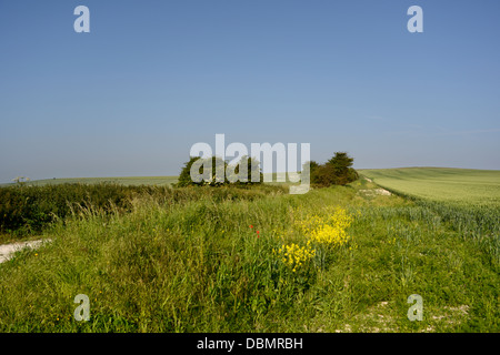 Les marcheurs ou bridleway,'The Ridgeway' un ancien sentier sur la Berkshire downs, Oxfordshire, UK Banque D'Images