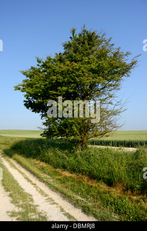 Les marcheurs ou bridleway,'The Ridgeway' un ancien sentier pédestre isolé sur le Berkshire downs, Oxfordshire, UK Banque D'Images