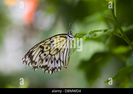 Idée leuconoe Paper Kite papillon sur une feuille Banque D'Images