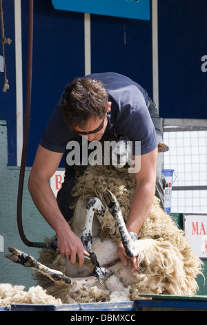 En démonstration sur la façon dont les moutons sont tondus Banque D'Images