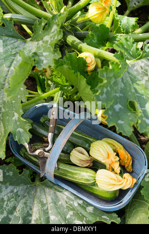 Courgettes jardin fraîchement cueillies Banque D'Images