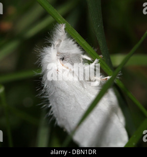 Close-up macrophotographie d'une femelle jaune-queue (Euproctis similis, alias Goldtail Moth ou Swan) Banque D'Images