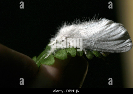 Close-up macrophotographie d'une femelle jaune-queue (Euproctis similis, alias Goldtail Moth ou Swan) Banque D'Images