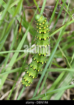 Des gros plans détaillés de l'exotique à Petit Empereur Moth Saturnia pavonia (Caterpillar) - 22 images en série Banque D'Images