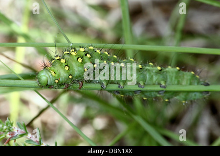 Des gros plans détaillés de l'exotique à Petit Empereur Moth Saturnia pavonia (Caterpillar) - 22 images en série Banque D'Images