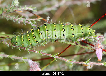 Des gros plans détaillés de l'exotique à Petit Empereur Moth Saturnia pavonia (Caterpillar) - 22 images en série Banque D'Images