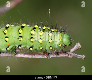 Des gros plans détaillés de l'exotique à Petit Empereur Moth Saturnia pavonia (Caterpillar) - 22 images en série Banque D'Images