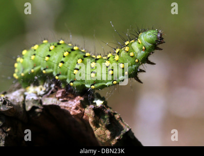 Des gros plans détaillés de l'exotique à Petit Empereur Moth Saturnia pavonia (Caterpillar) - 22 images en série Banque D'Images