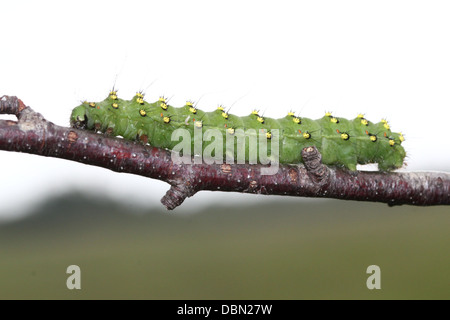 Des gros plans détaillés de l'exotique à Petit Empereur Moth Saturnia pavonia (Caterpillar) - 22 images en série Banque D'Images