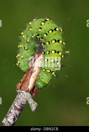 Petit Empereur Moth Saturnia pavonia (Caterpillar) Banque D'Images