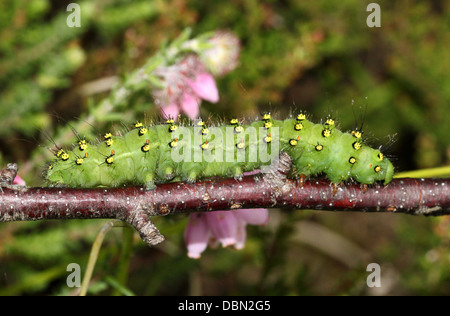 Des gros plans détaillés de l'exotique à Petit Empereur Moth Saturnia pavonia (Caterpillar) - 22 images en série Banque D'Images