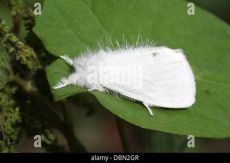 Close-up macrophotographie d'une femelle jaune-queue (Euproctis similis, alias Goldtail Moth ou Swan) Banque D'Images