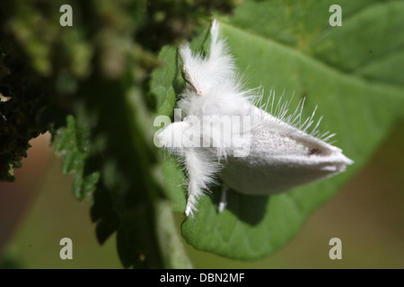 Close-up macrophotographie d'une femelle jaune-queue (Euproctis similis, alias Goldtail Moth ou Swan) Banque D'Images