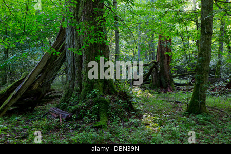 Groupe de vieux arbres dans les forêts naturelles en été matin avec moss enveloppé linden arbre en premier plan Banque D'Images