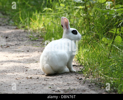 Série de très gros plans détaillés de lapins (Oryctolagus cuniculus) l'alimentation, plus de 80 images en série Banque D'Images