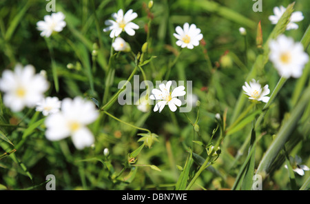 Fleurs blanches en prairie, la camomille Banque D'Images