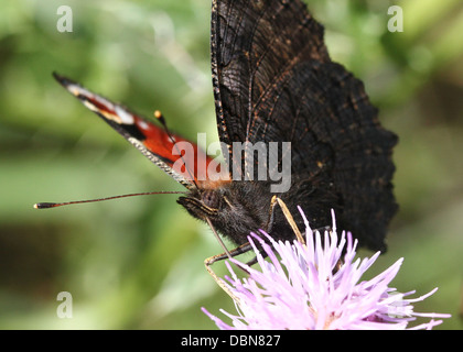 Papillon Paon commun européen (Aglais io) se nourrissant sur une fleur de chardon Banque D'Images