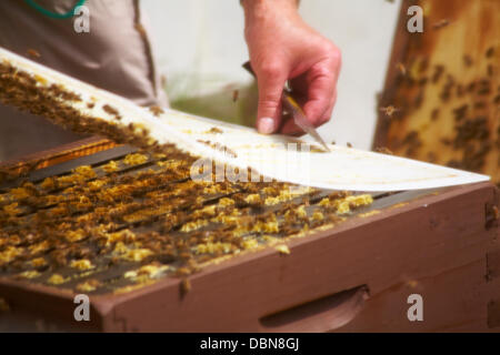 Nouvelle Forêt & Hampshire County Show, près de Brockenhurst, Hampshire UK 1 août 2013. Mille troupeau au show le dernier jour que les températures montent et le soleil brille. Credit : Carolyn Jenkins/Alamy Live News Banque D'Images