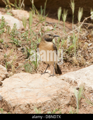 Traquet Oreillard noir femelle race orientale Oenanthe melanoleuca Anarita Chypre Banque D'Images