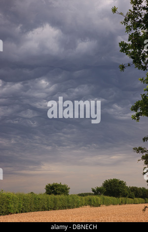 Un orage d'été sur un champ de blé mûr montrant de rares nuages Mammatus Banque D'Images